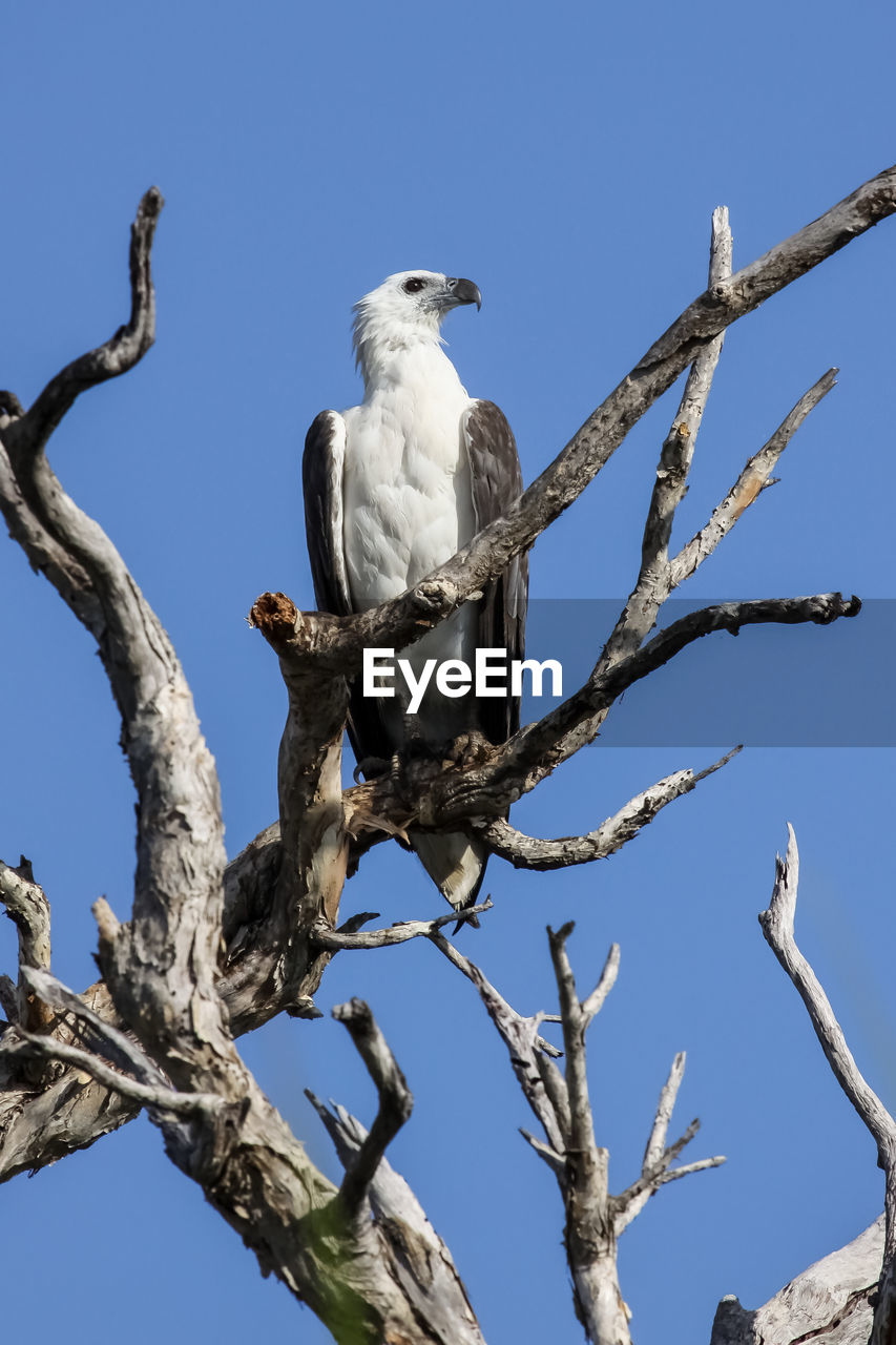 Low angle view of white-bellied sea eagle perching on tree