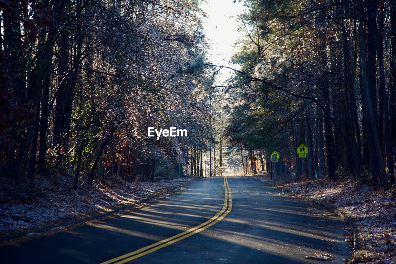 Road amidst trees in forest