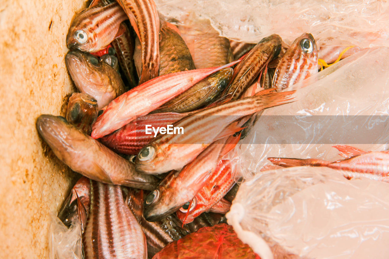 CLOSE-UP OF FISH FOR SALE
