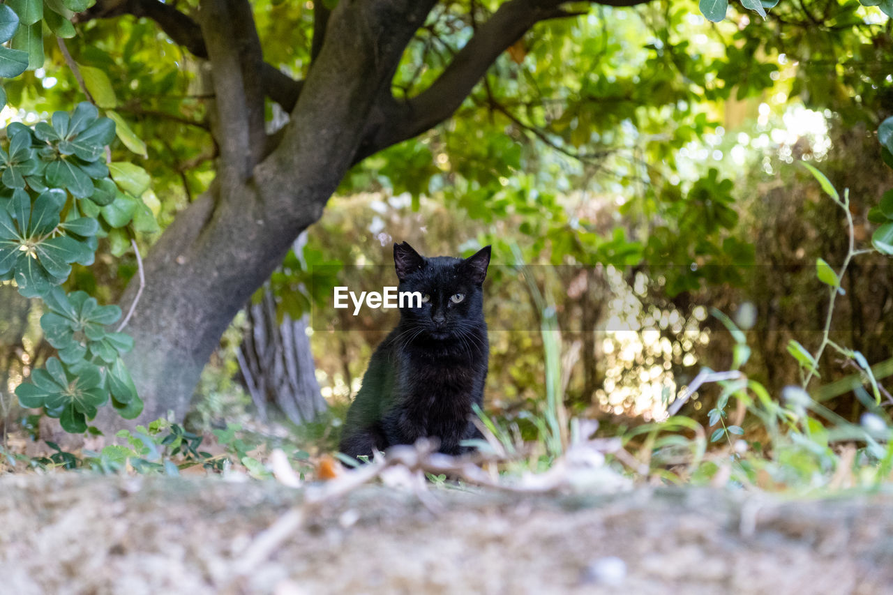 Portrait of a black cat on the grass in a park in europe