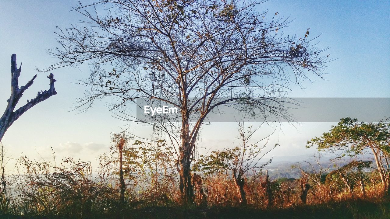 TREE AGAINST SKY