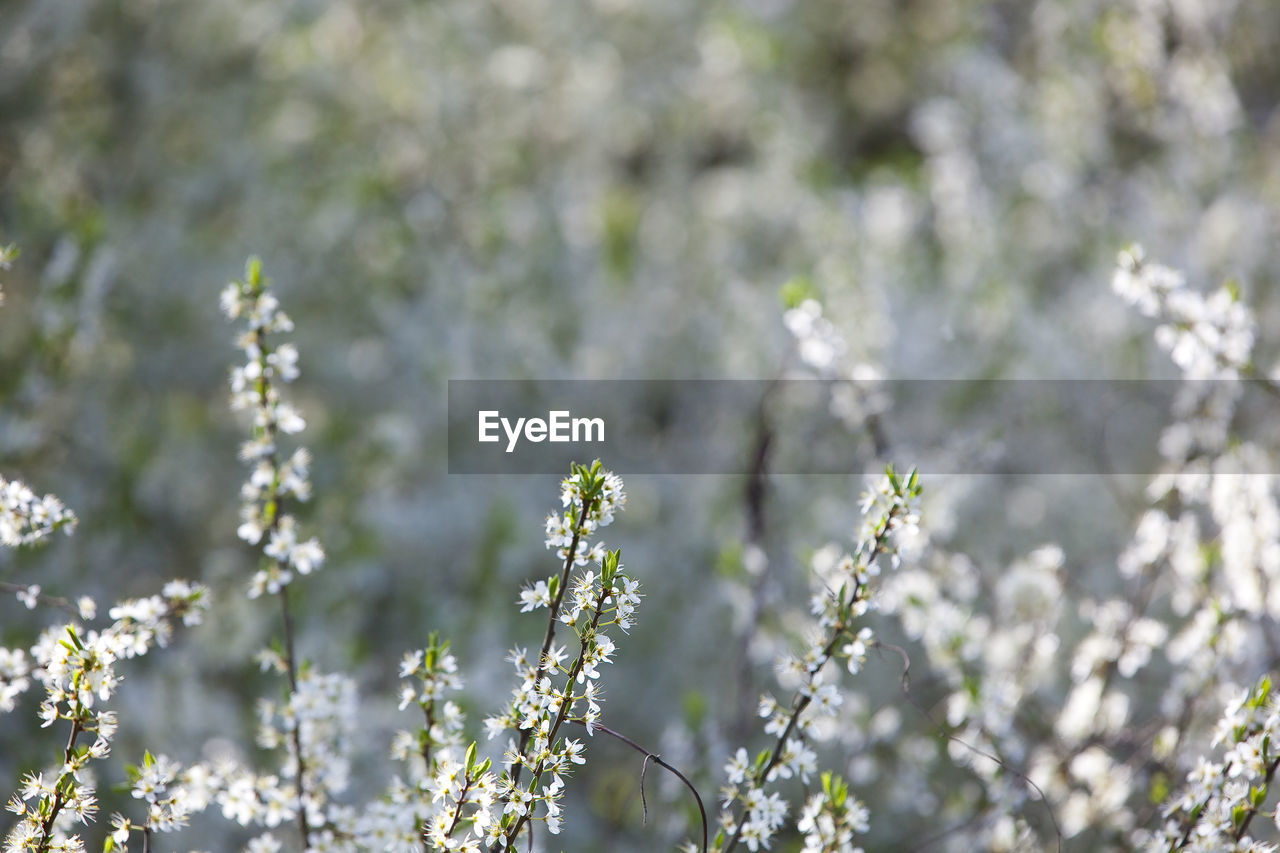 FLOWERS BLOOMING ON PLANT AGAINST TREE