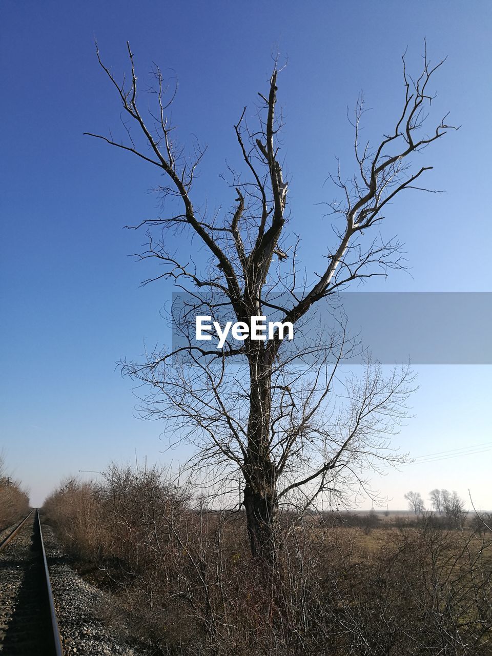 LOW ANGLE VIEW OF TREE AGAINST SKY DURING SUNSET