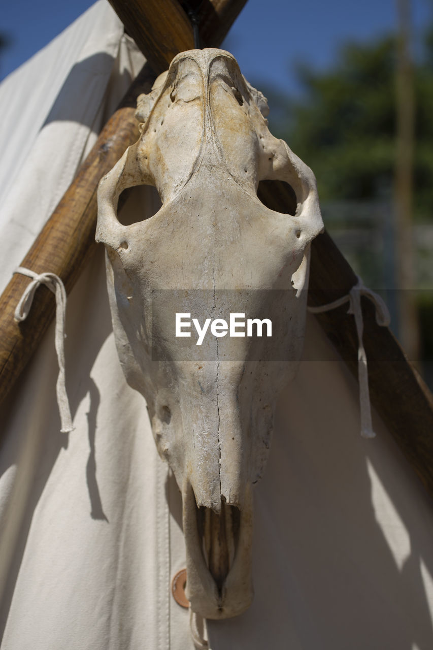 Close-up of animal skull