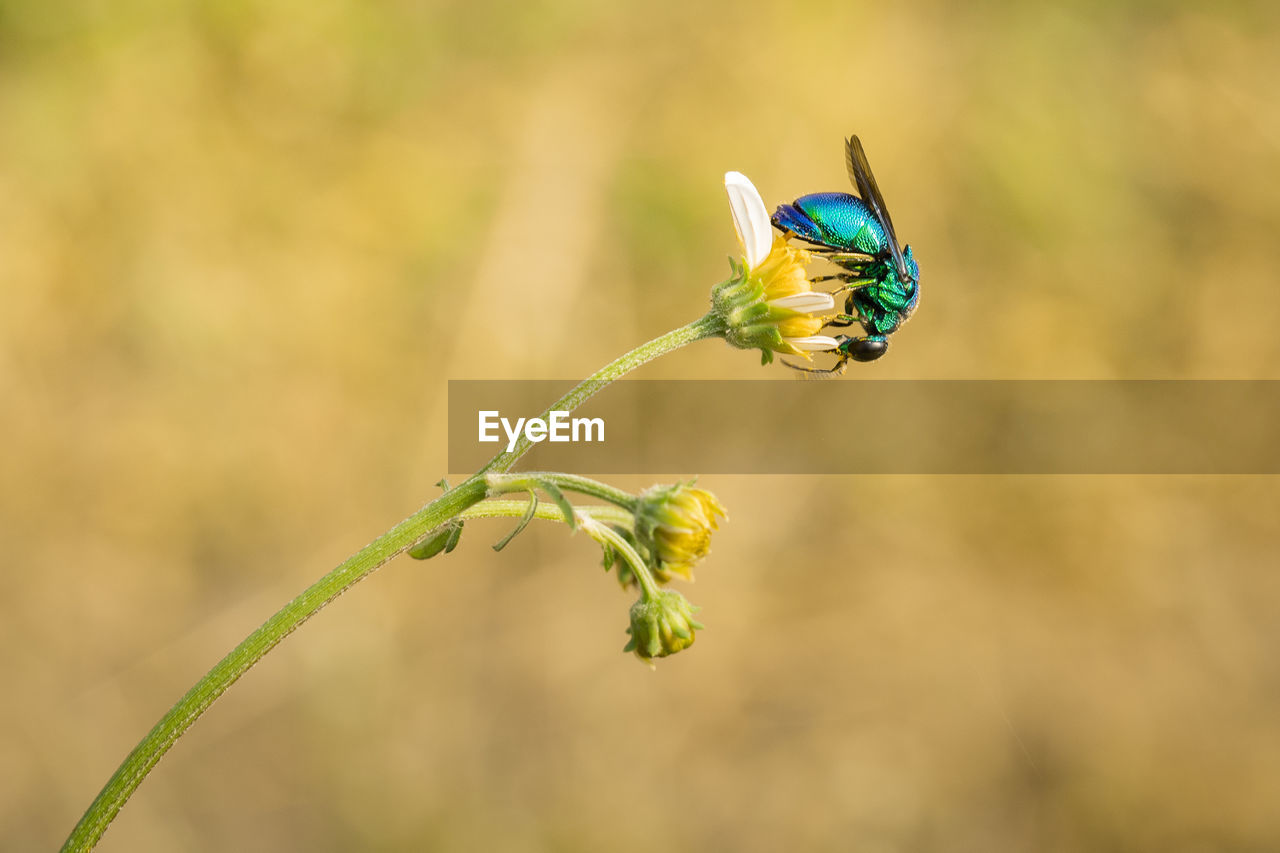 Blue wasp pollinating daisy flower