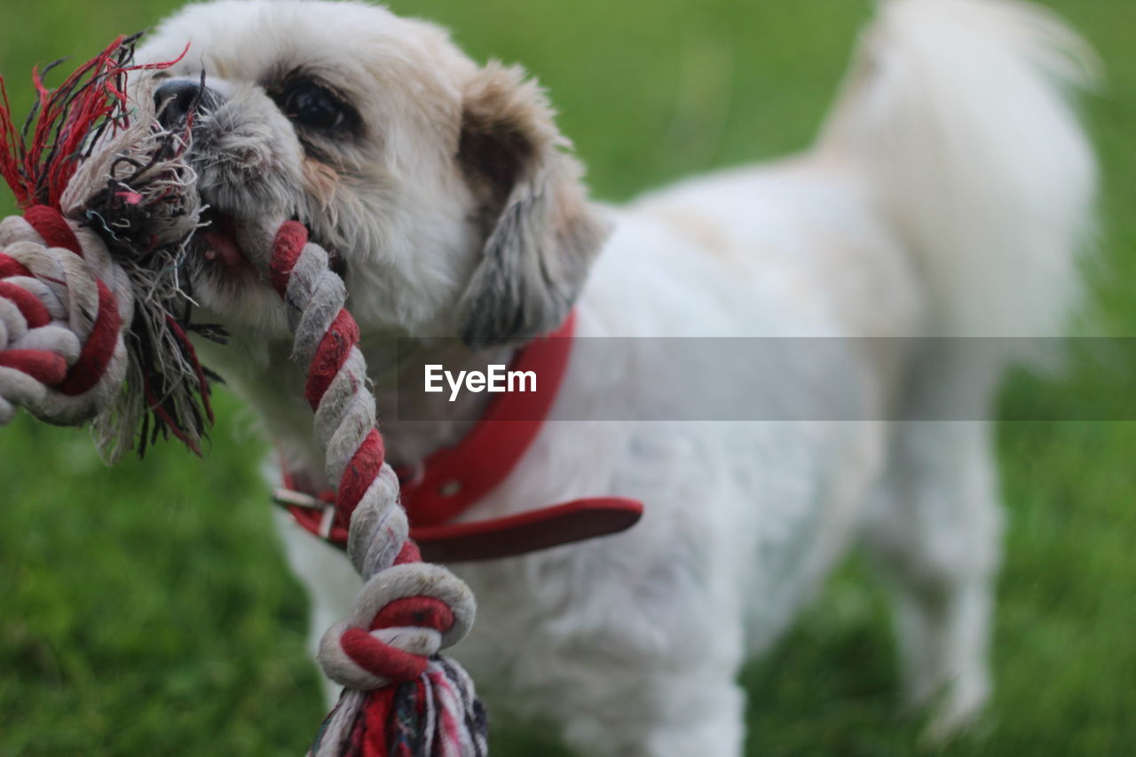 CLOSE-UP OF DOG LOOKING AWAY