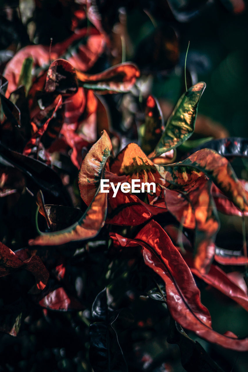 Close-up of red leaves on plant