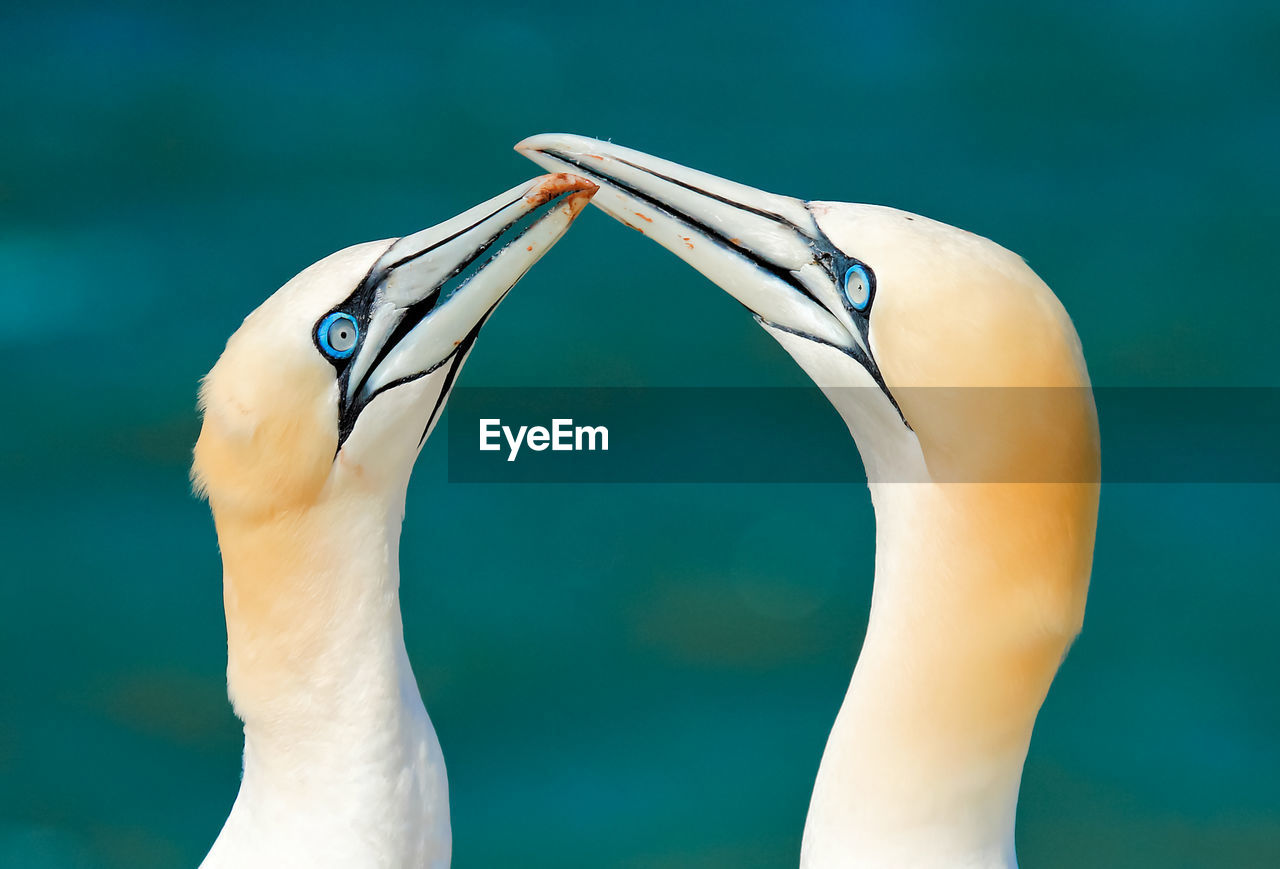 Close-up of a bird against blurred background