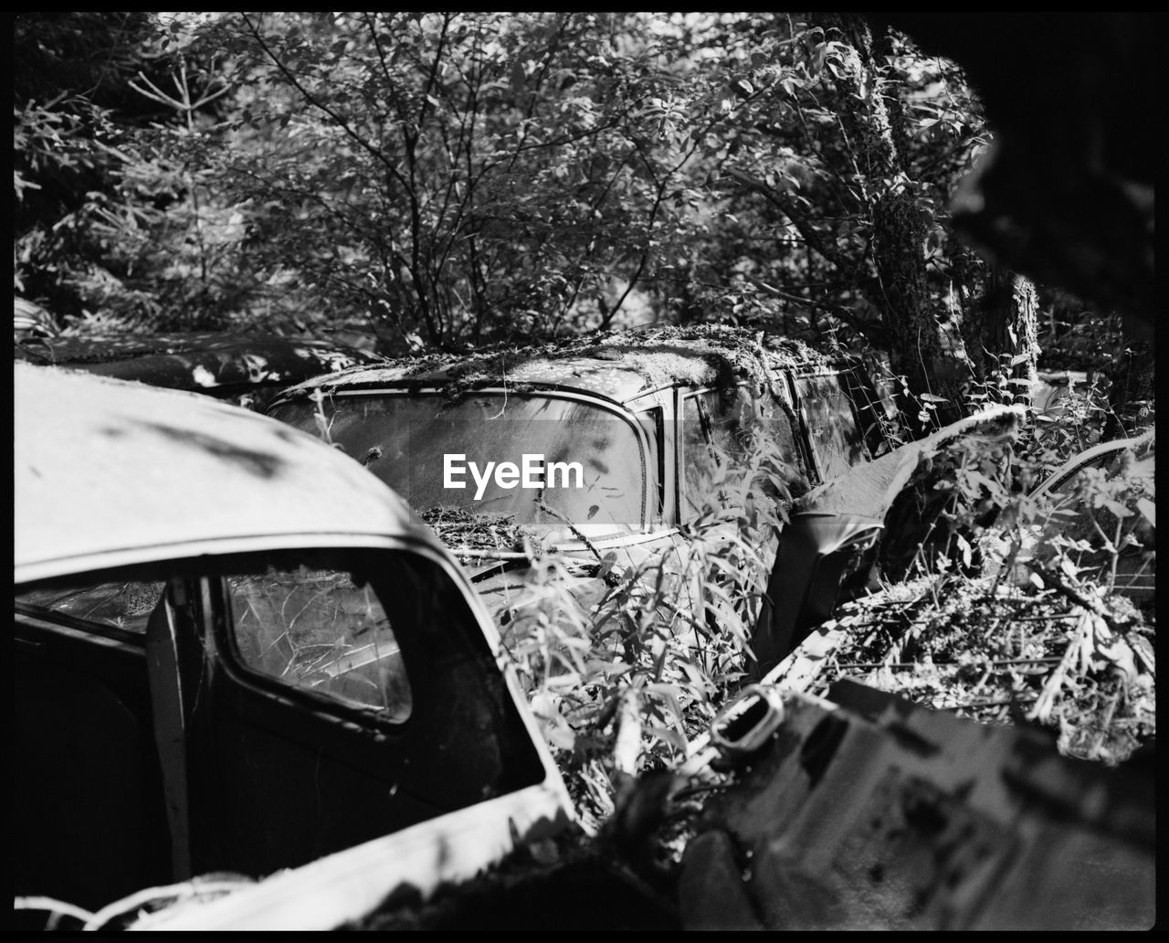 Metal and Rust in Båstnäs Abandonded Cars Abandoned Places American Cars American Cars Vintage Analogue Photography Automotive Black And White Båstnäs Car Cemetery Car Doors Exploring Filmphotography Forrest Hidden Secrets Magic Melancholy Metal Nature No People Plaubel Makina 67 Scandinavia Sweden Travel Trees Over Cars Vintage