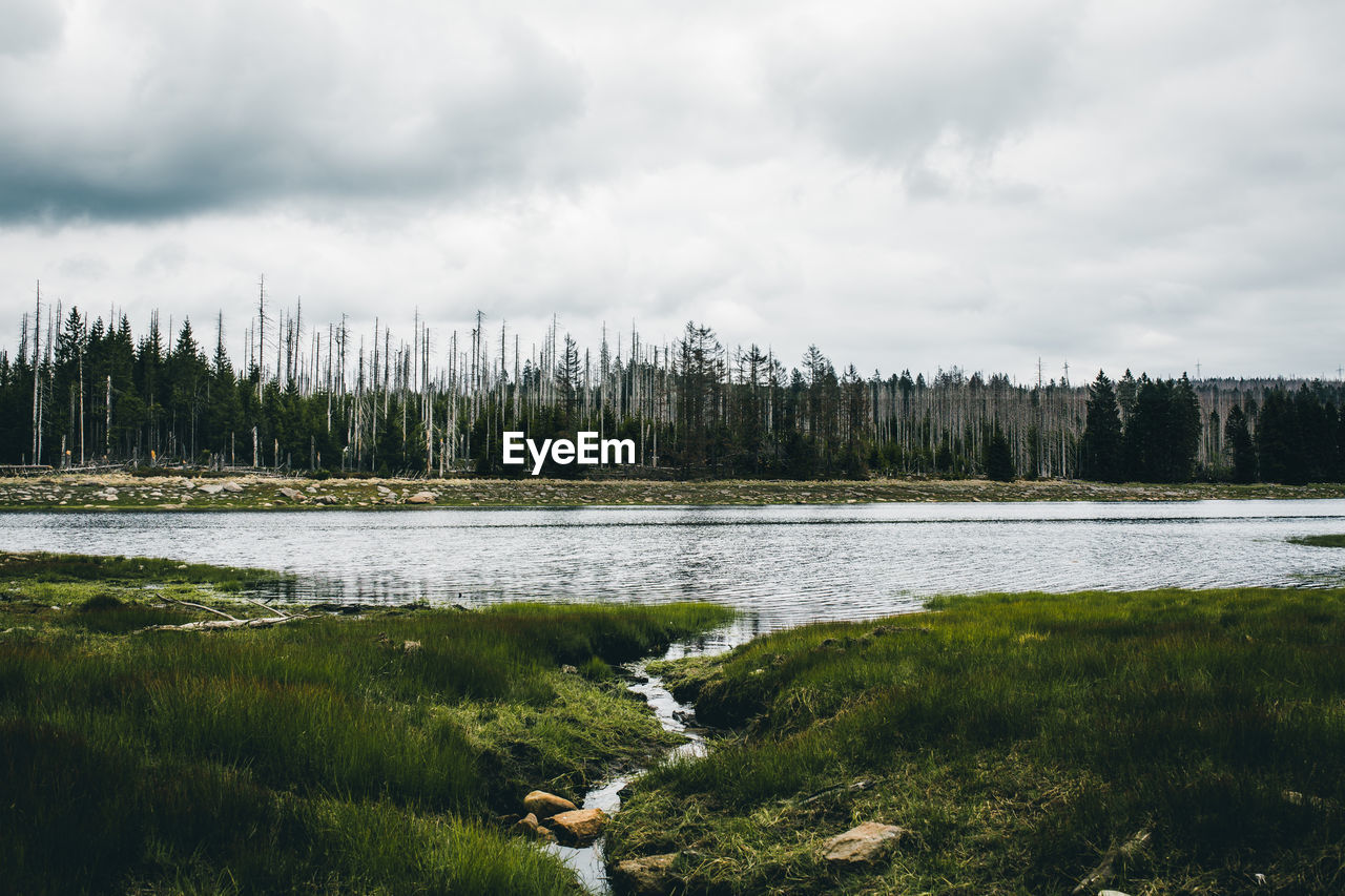 Moody seascape with forest in background against sky.