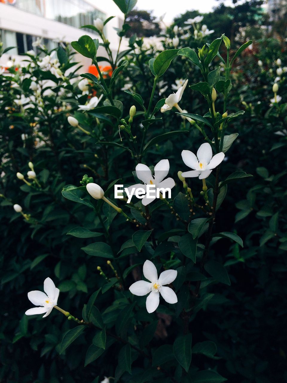 CLOSE-UP OF WHITE FLOWERS BLOOMING IN PARK