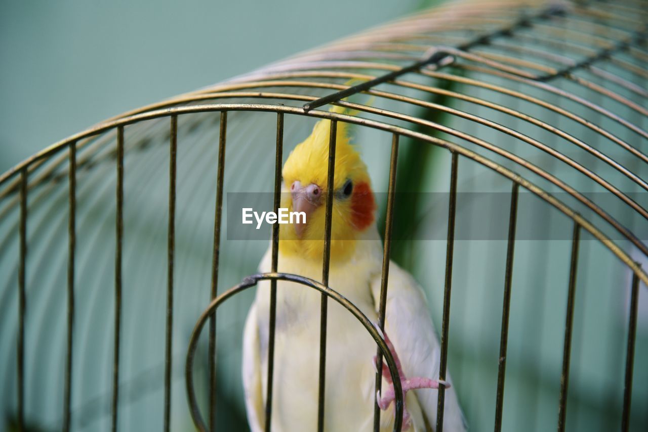 Close-up of parrot perching in cage