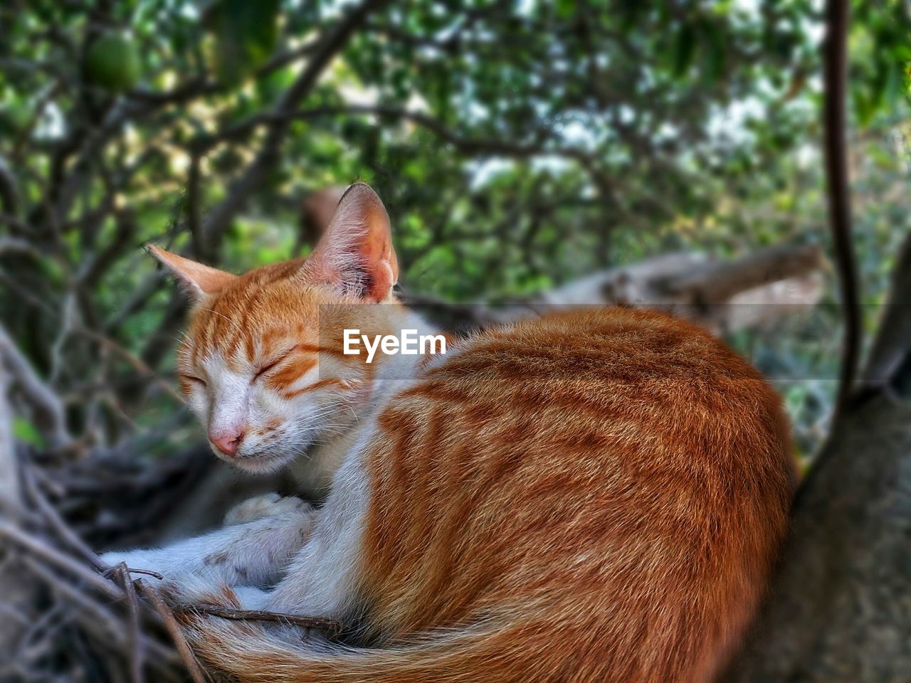 Close-up of cat resting on tree 