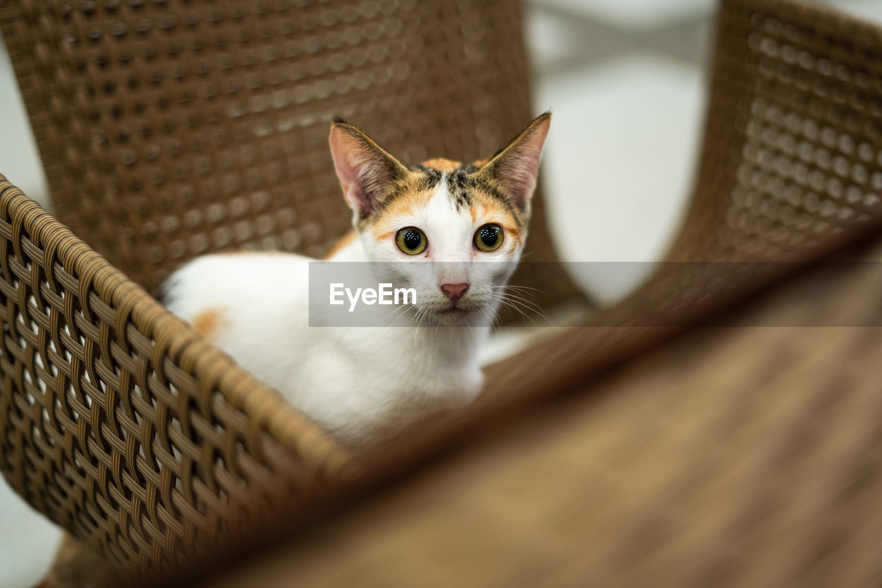 animal themes, pet, animal, cat, domestic animals, domestic cat, mammal, basket, feline, one animal, wicker, portrait, small to medium-sized cats, looking at camera, whiskers, felidae, picnic basket, container, indoors, no people, kitten, animal body part, cute, selective focus, relaxation, looking, seat, young animal