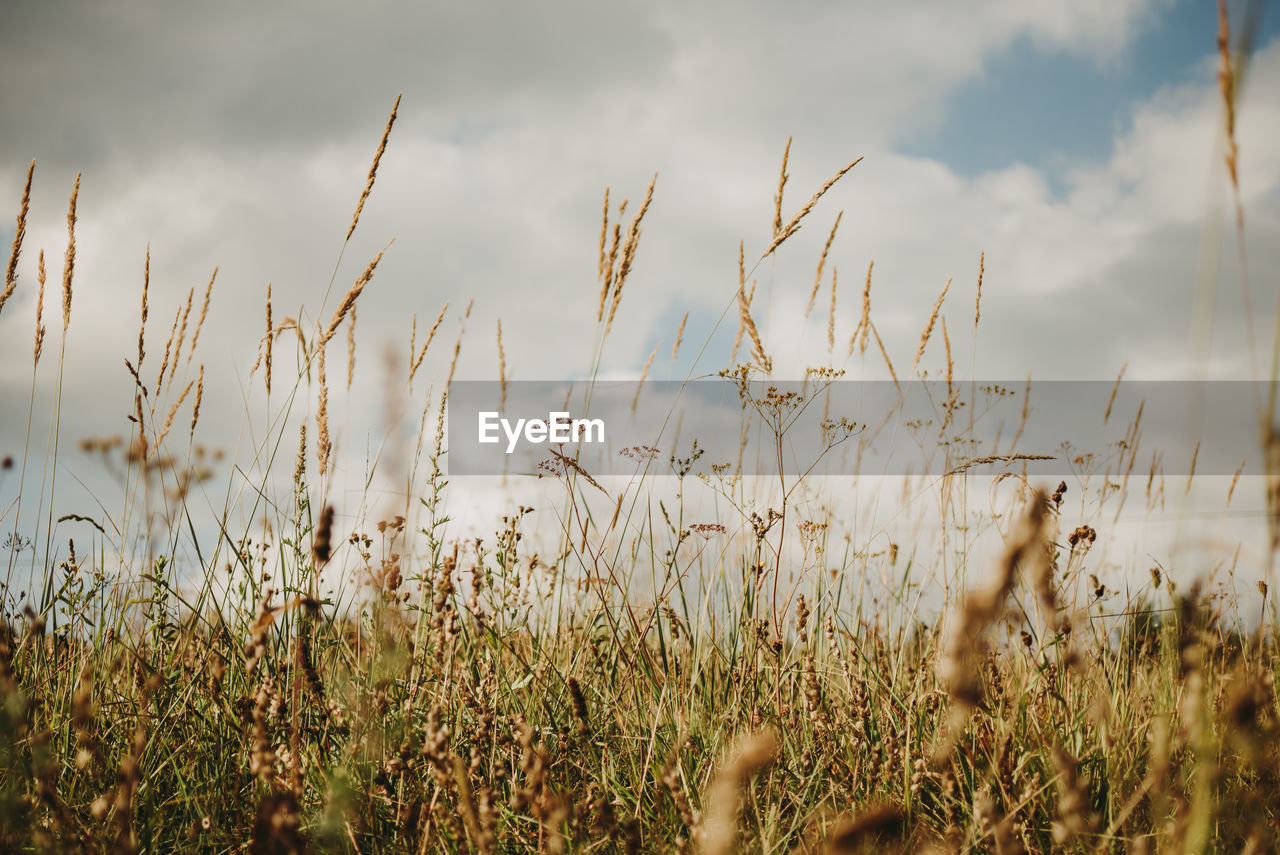 Grass and sky