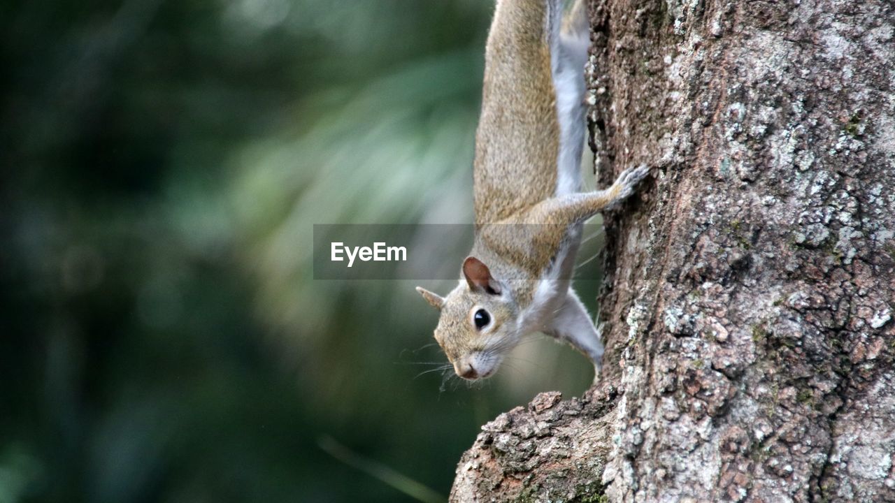 animal, animal themes, nature, animal wildlife, one animal, wildlife, mammal, tree, squirrel, tree trunk, trunk, branch, rodent, no people, outdoors, animal body part, plant, focus on foreground, day, close-up, chipmunk