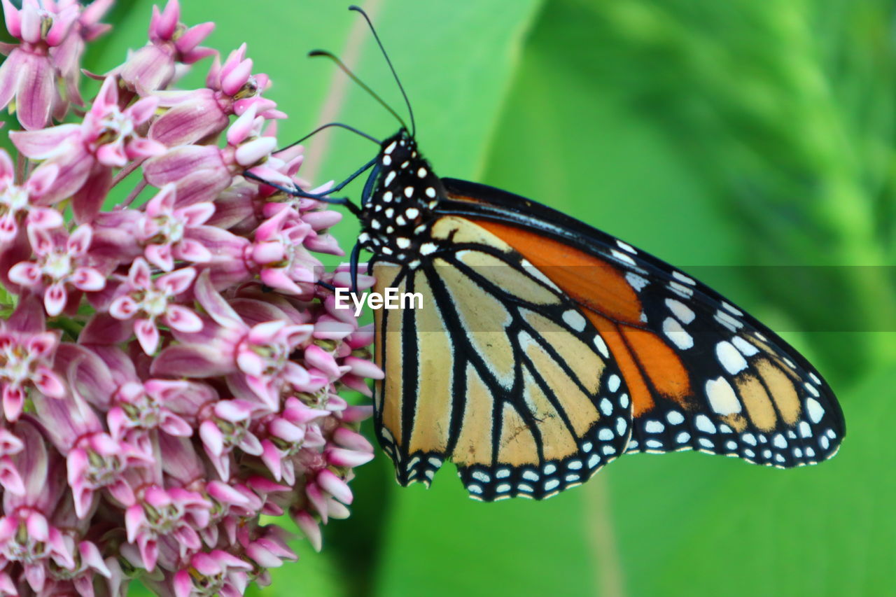 BUTTERFLY POLLINATING FLOWER