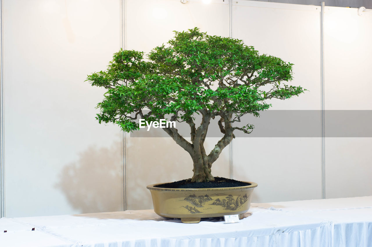 bonsai, plant, nature, tree, bonsai tree, growth, houseplant, indoors, potted plant, no people, table, green, home interior, flowerpot, day, furniture, beauty in nature, plant part, simplicity, branch, leaf, window, lifestyles, home