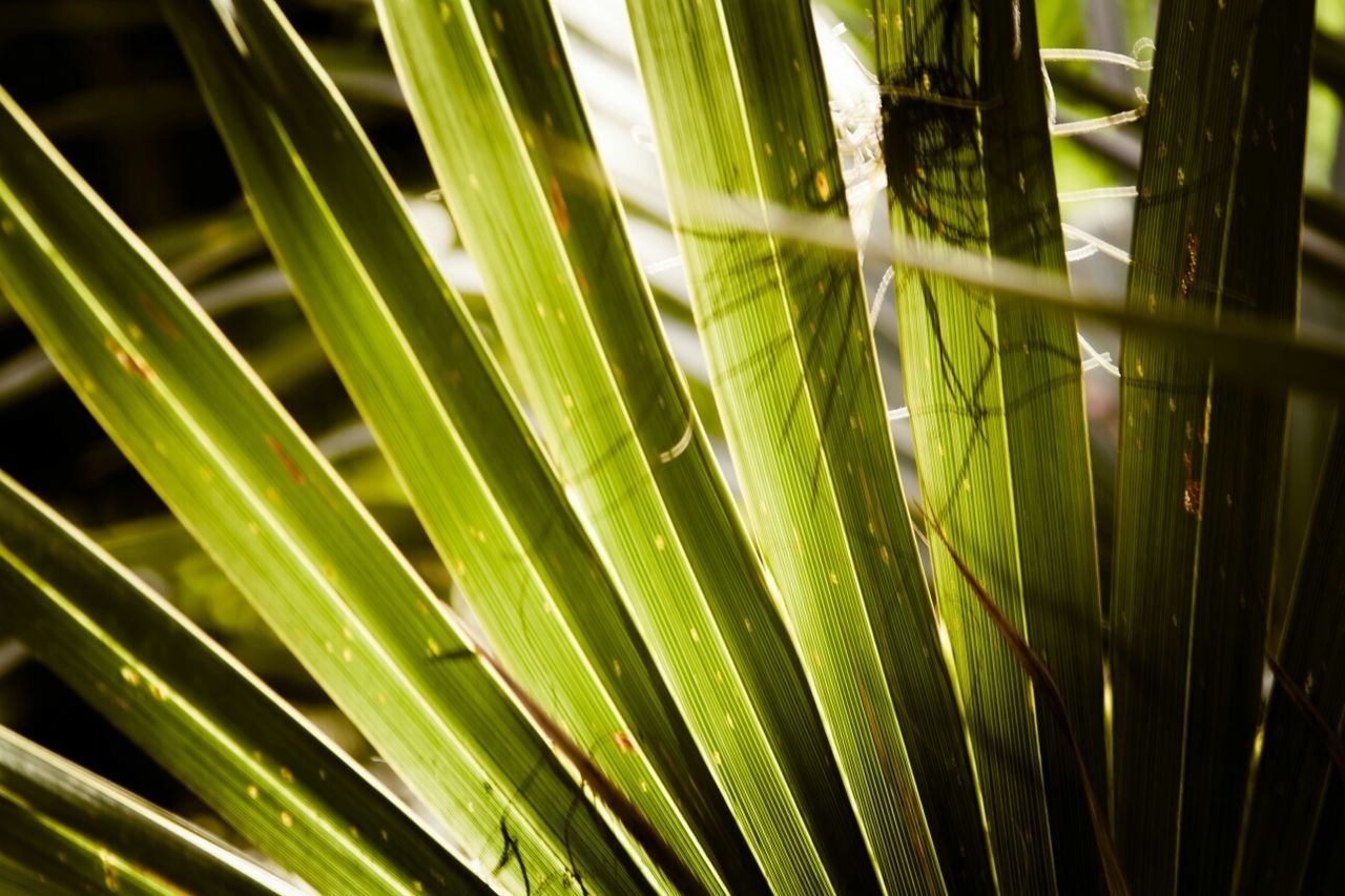 Close-up of green leaves