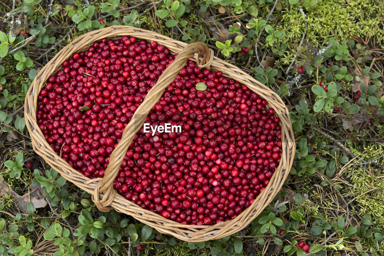 High angle view of cherries in basket on field