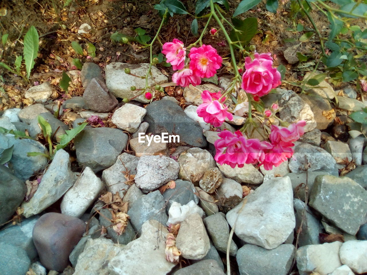 HIGH ANGLE VIEW OF PINK ROSE ON ROCK