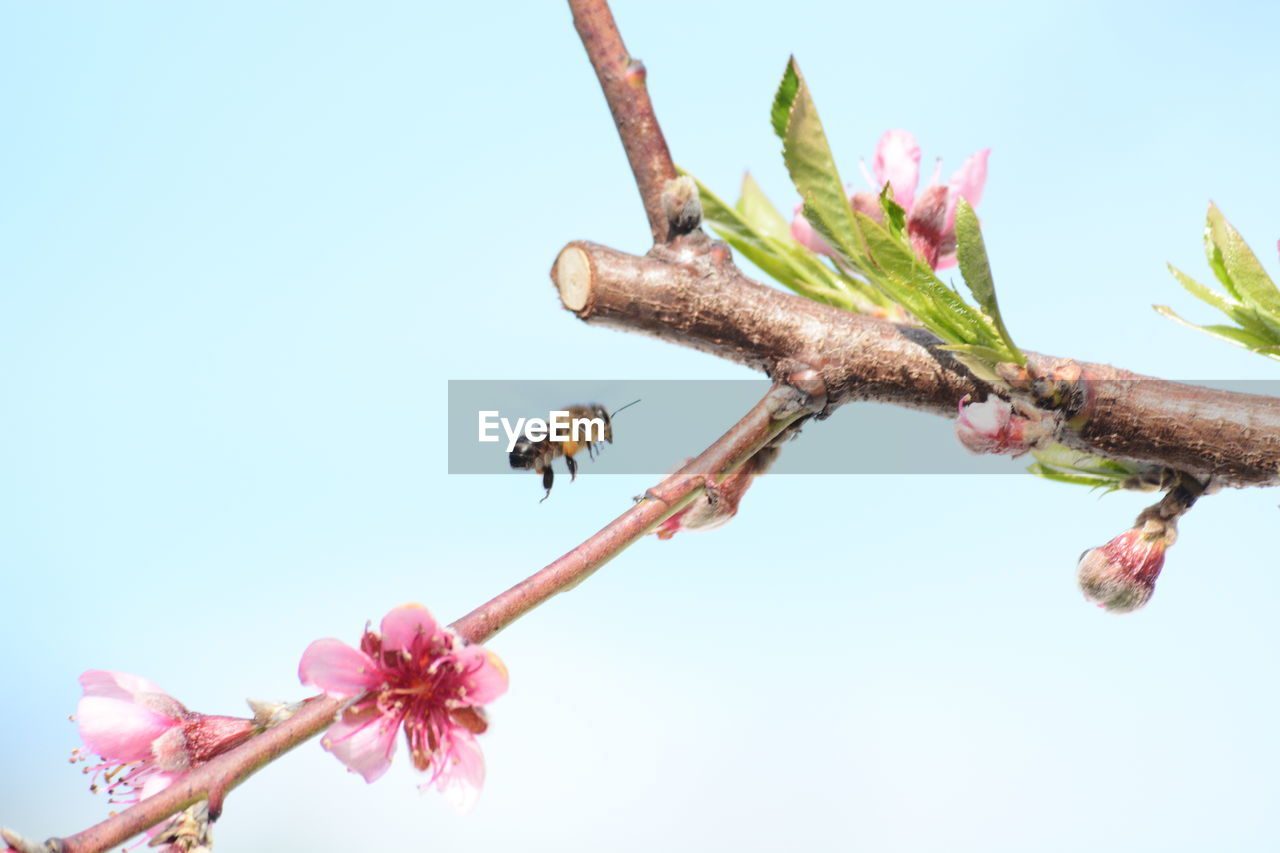 LOW ANGLE VIEW OF PINK FLOWER ON TREE BRANCH AGAINST SKY