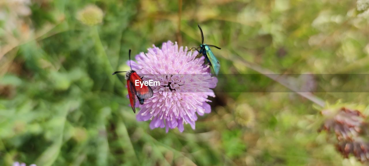 Close-up of butterfly pollinating on purple flower