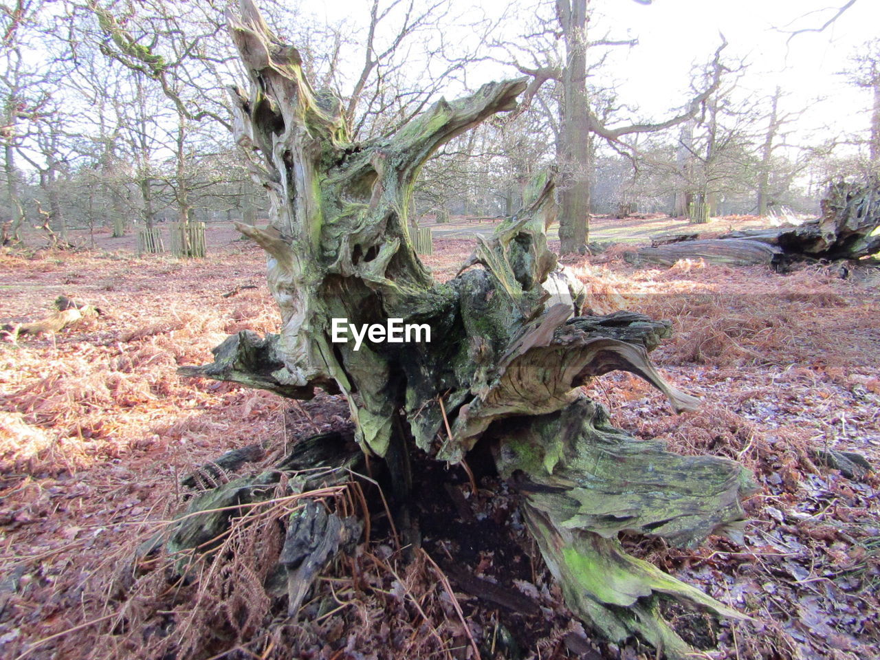 CLOSE-UP OF CACTUS ON TREE TRUNK