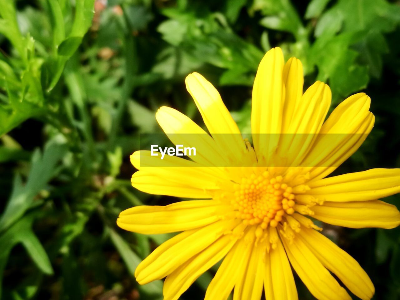 CLOSE-UP OF YELLOW FLOWER AGAINST PLANTS