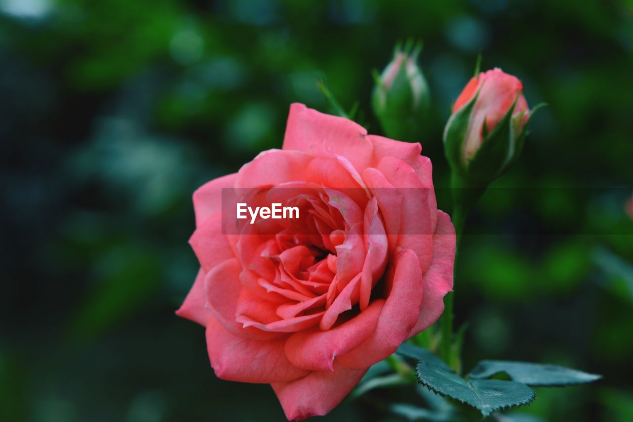 Close-up of pink rose