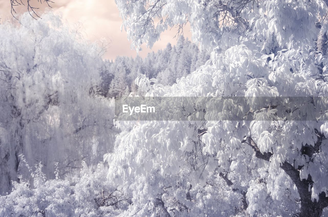 Frozen trees during winter