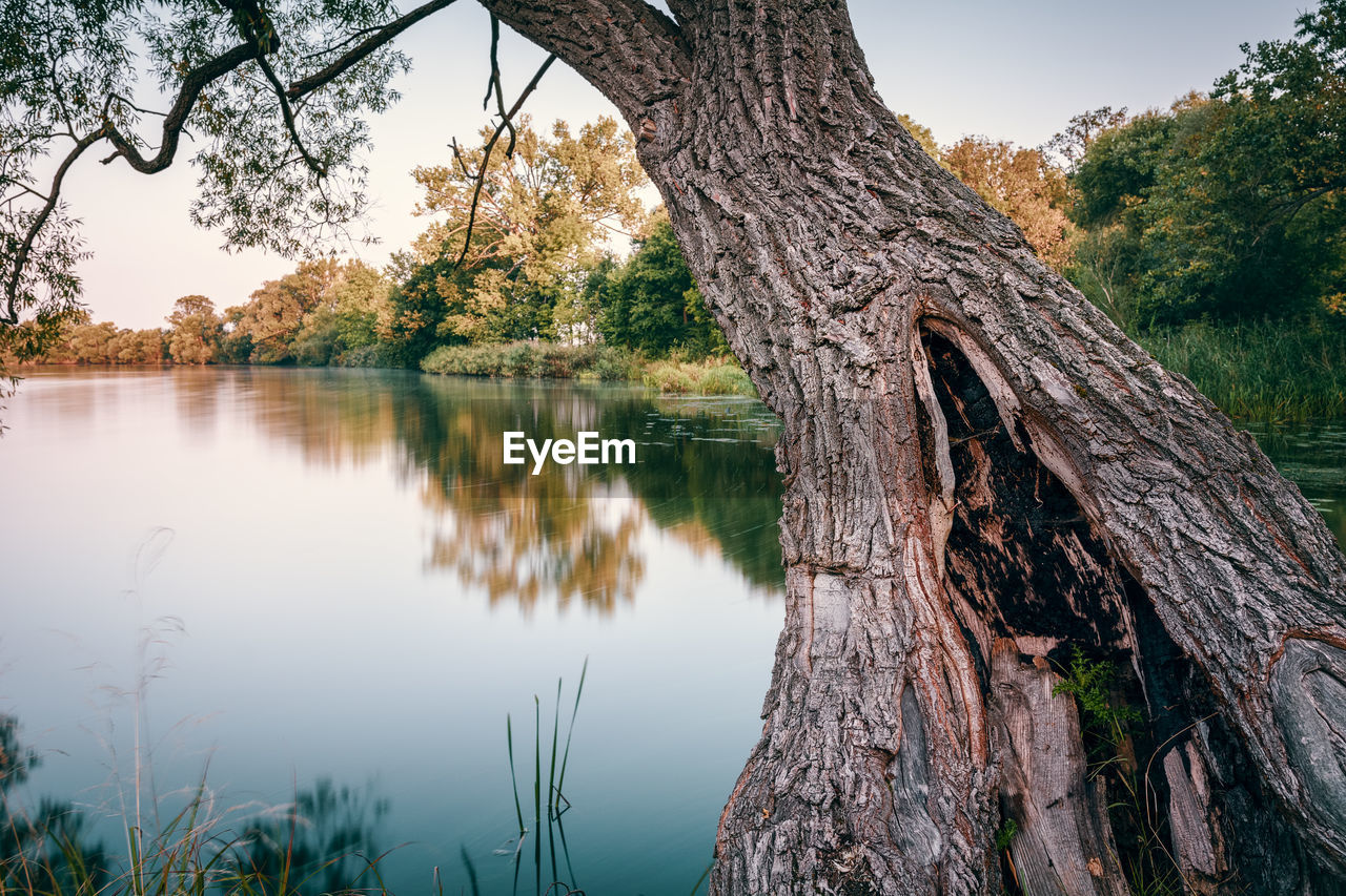 Reflection of trees in water