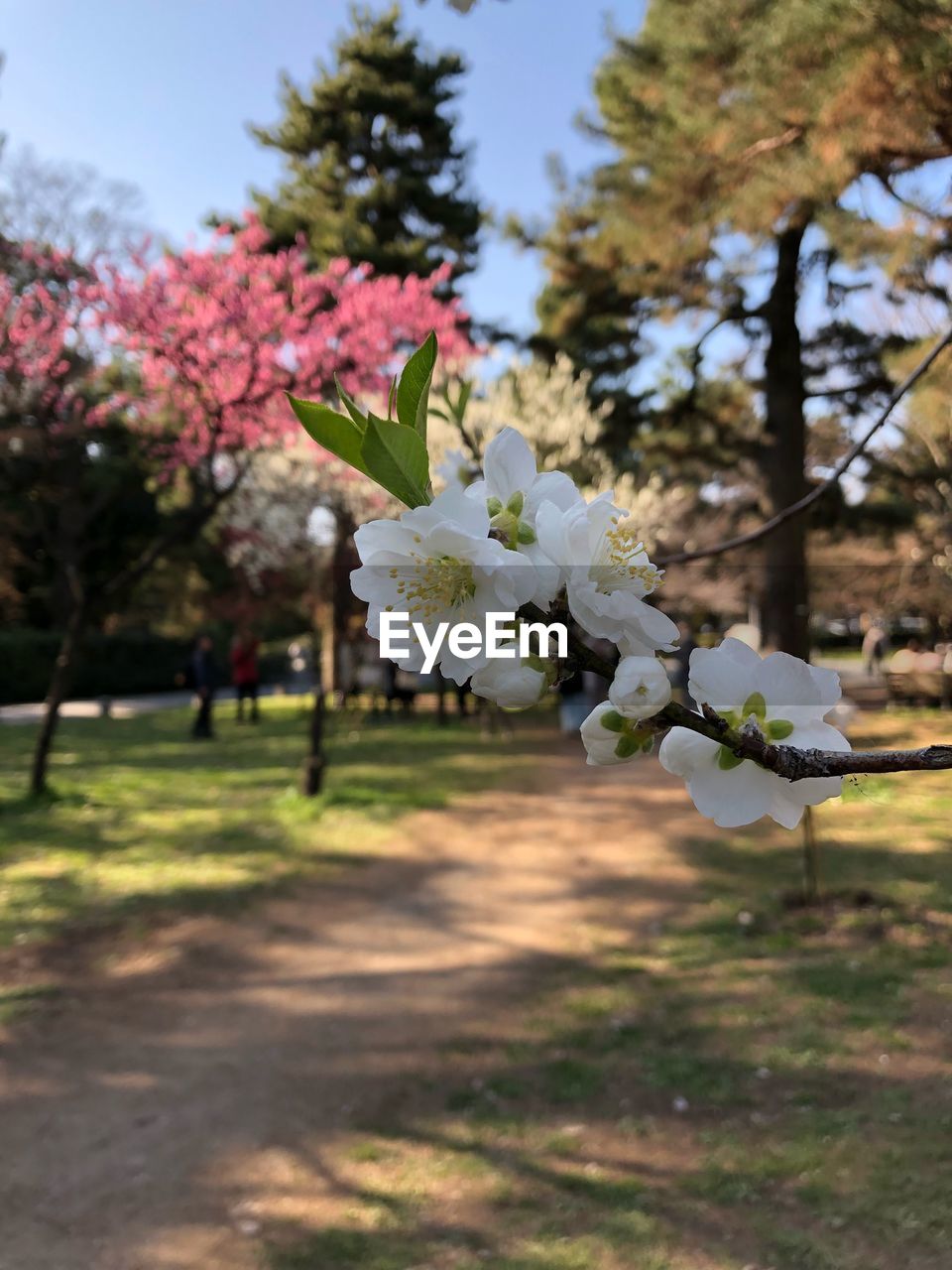 CLOSE-UP OF BLOOMING TREE