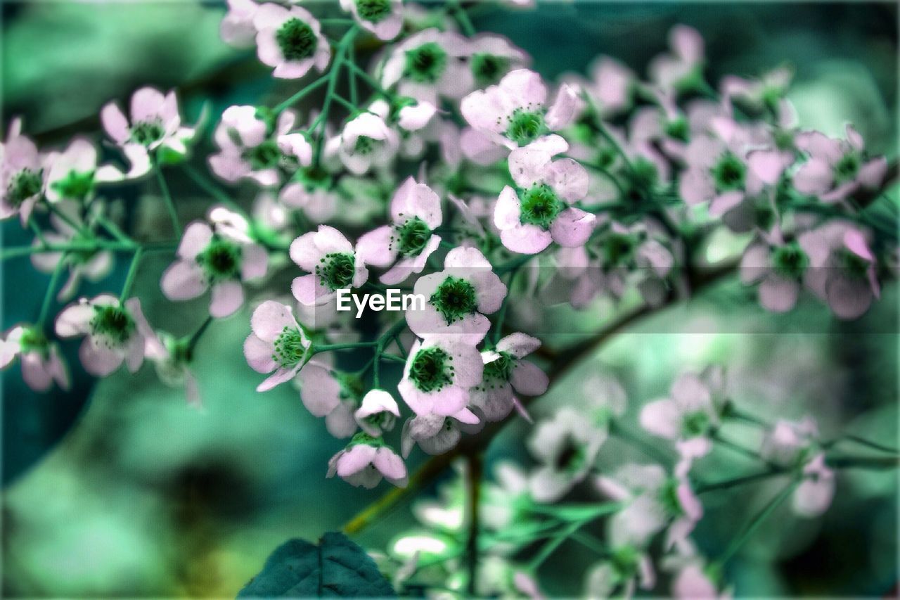 Close-up of white flowers