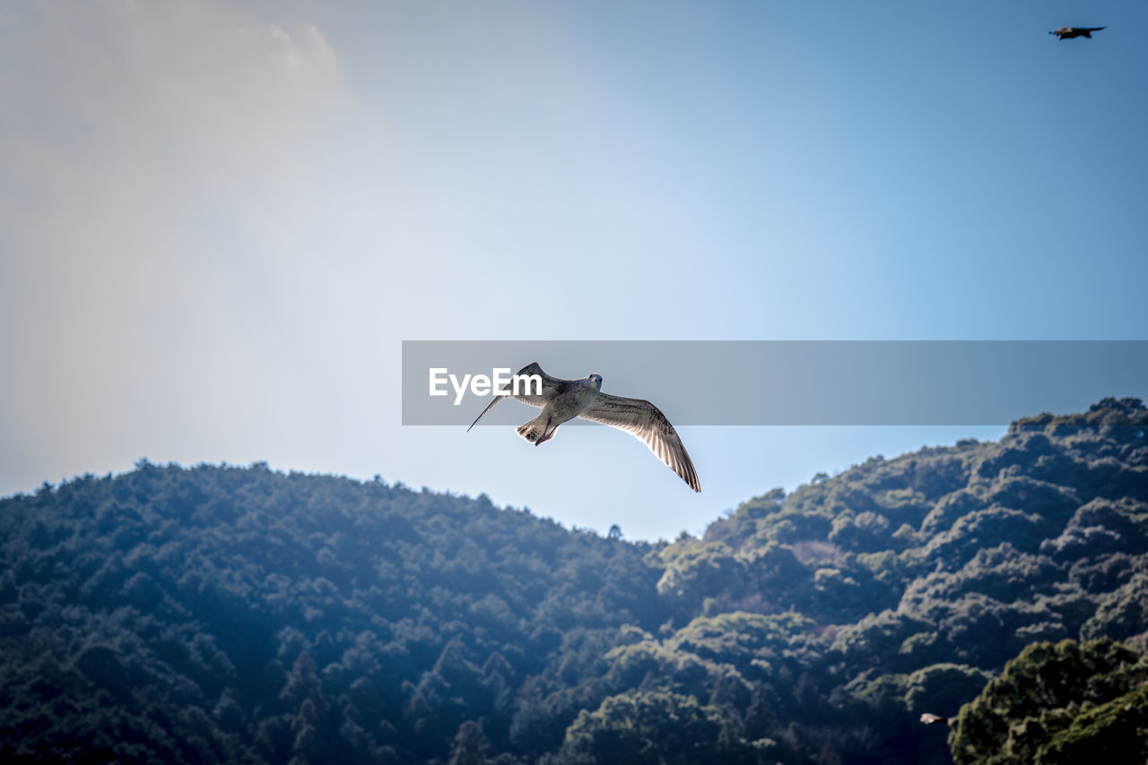 LOW ANGLE VIEW OF EAGLE FLYING