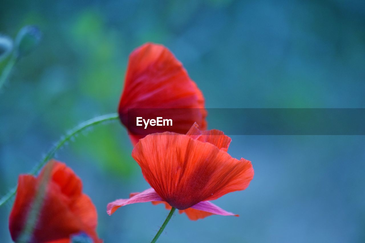 Close-up of red rose flower