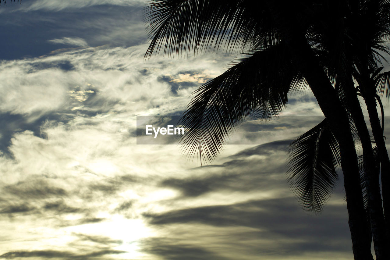 LOW ANGLE VIEW OF SILHOUETTE COCONUT PALM TREES AGAINST SKY