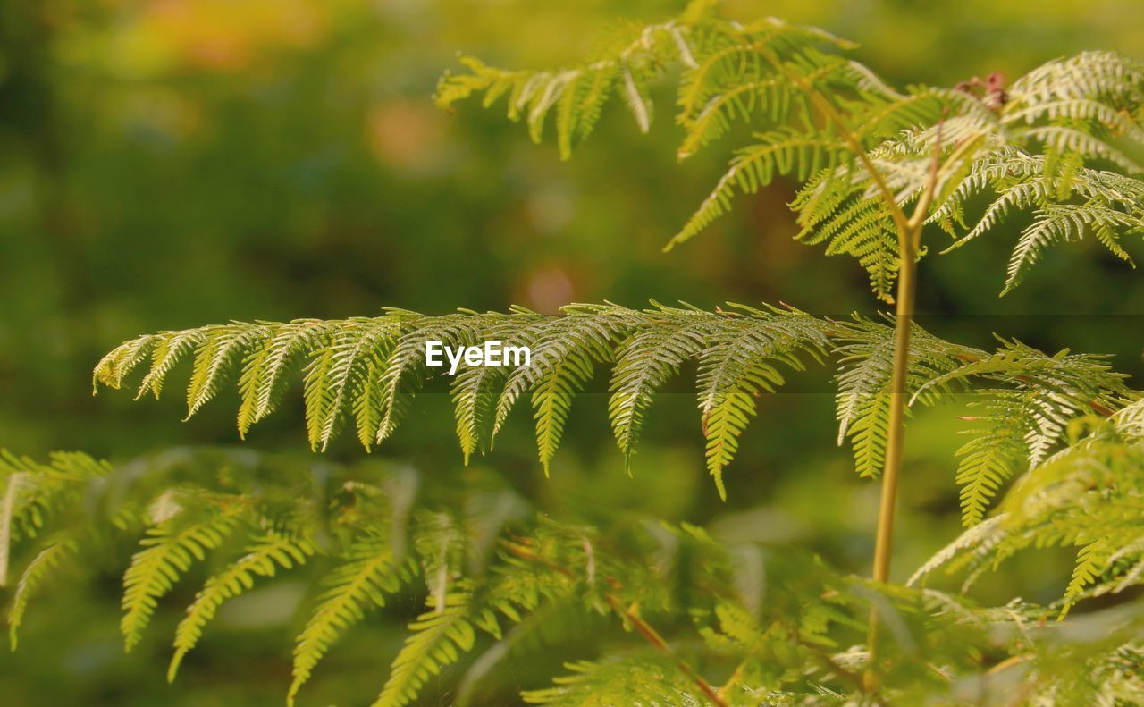 plant, green, leaf, ferns and horsetails, nature, plant part, beauty in nature, growth, fern, tree, no people, vegetation, close-up, land, branch, outdoors, environment, macro photography, forest, day, flower, pinaceae, selective focus, sunlight, focus on foreground, coniferous tree, freshness, tranquility, pine tree, frond