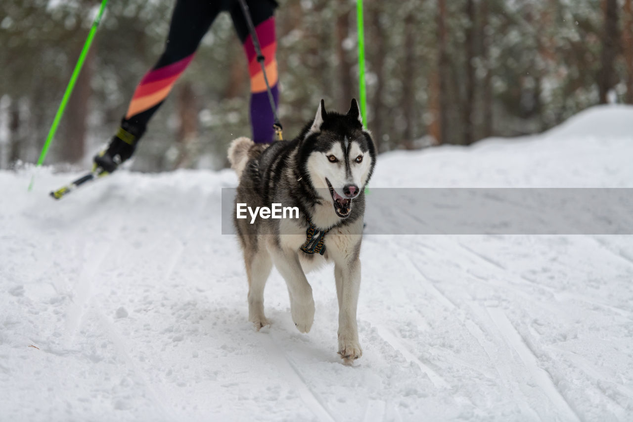 LOW SECTION OF DOG WITH SNOW ON FIELD