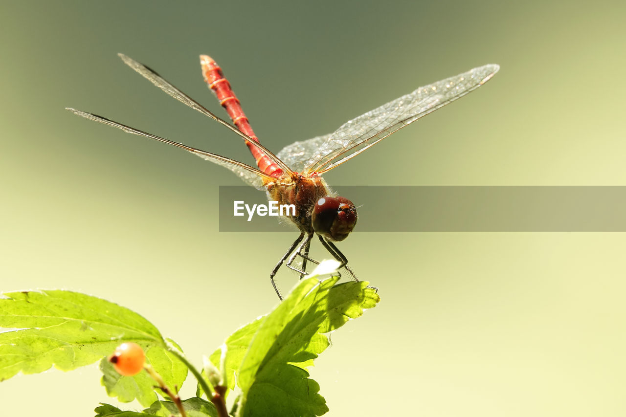 CLOSE-UP OF INSECT ON LEAF