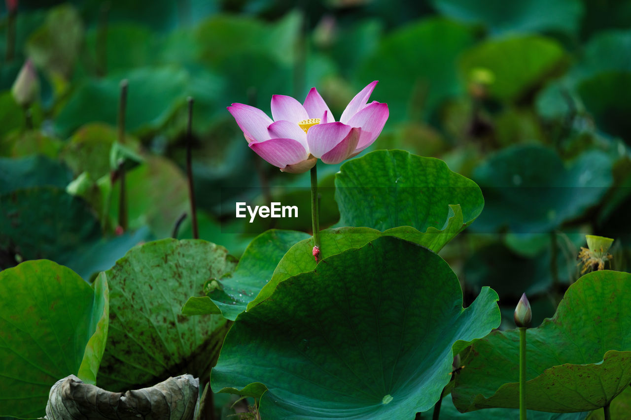 flower, leaf, plant part, flowering plant, plant, green, aquatic plant, water lily, beauty in nature, freshness, nature, lotus water lily, pond, proteales, water, pink, close-up, growth, petal, social issues, flower head, no people, lily, environment, inflorescence, macro photography, environmental conservation, outdoors, fragility, springtime, blossom