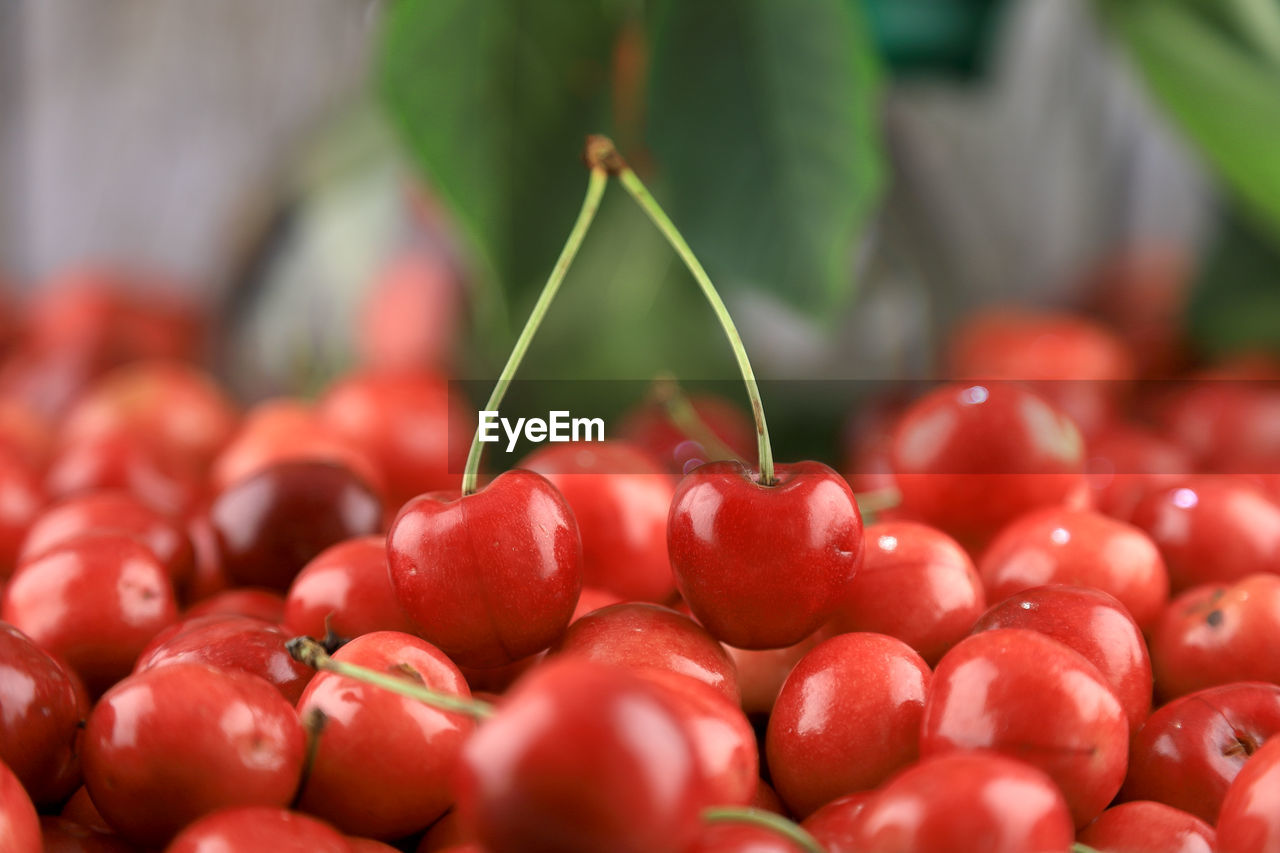 close-up of tomatoes growing on table