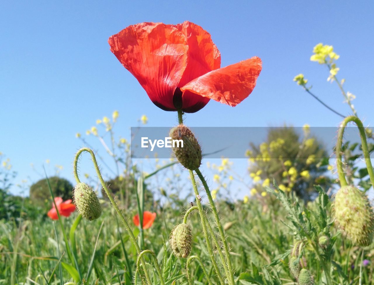 Close-up of red poppy flowers growing on field against sky