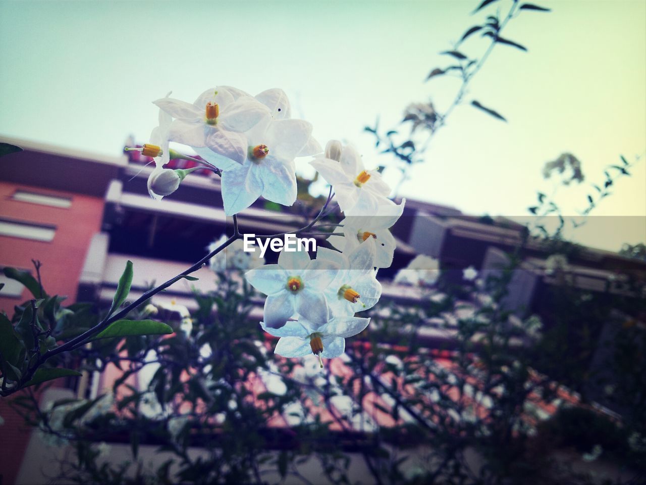 Low angle view of white potato flowers with apartment in background