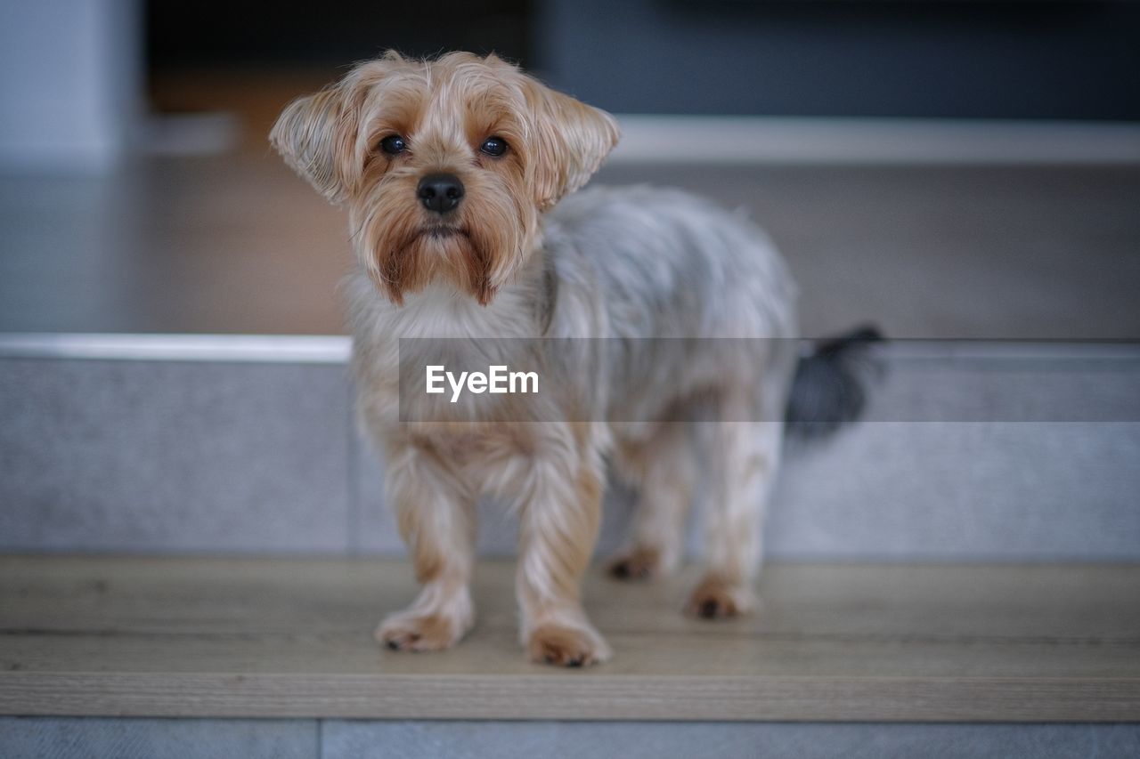 close-up of dog at home