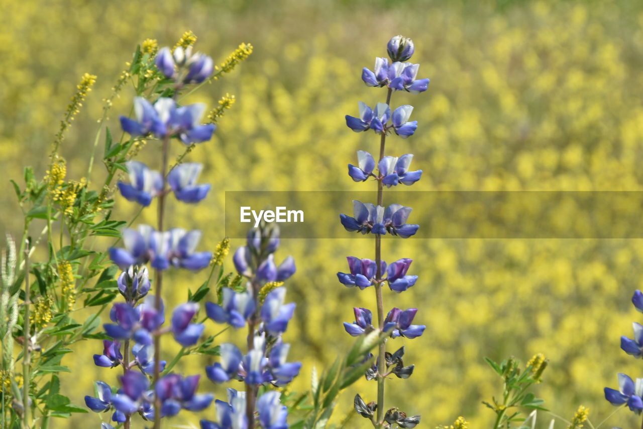 Close-up of purple flowering plants on field