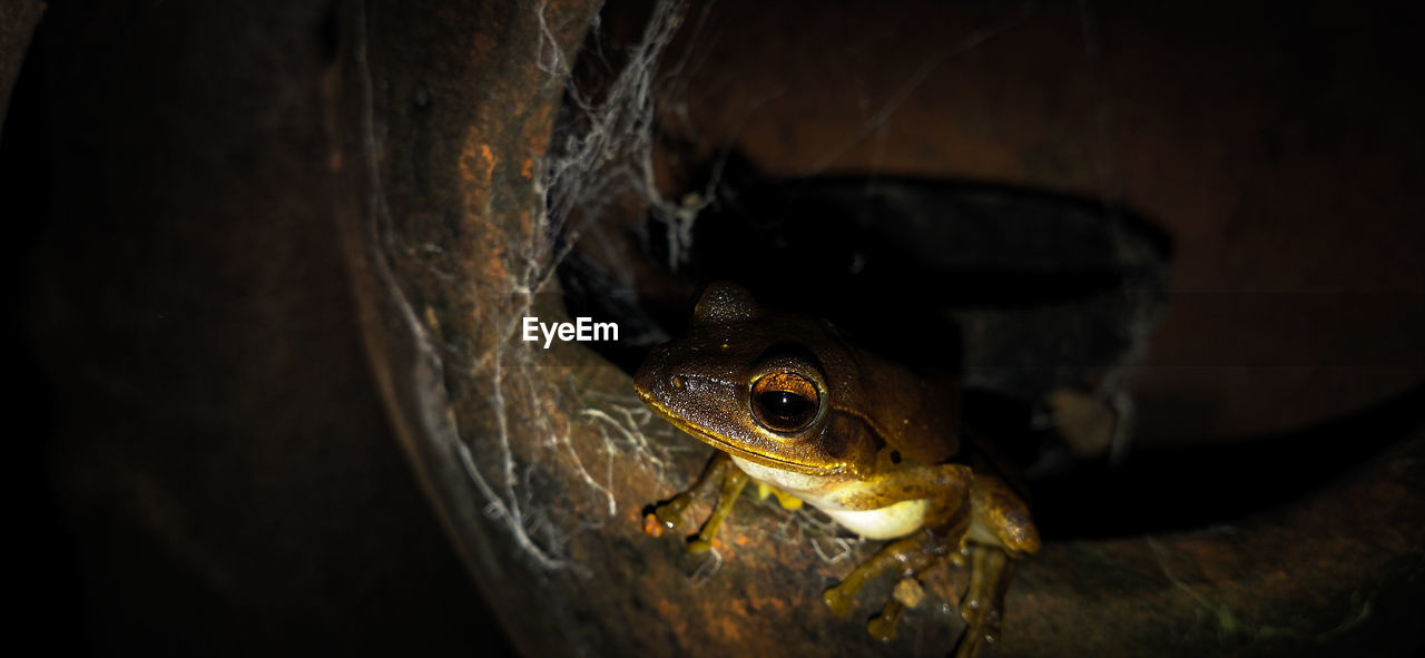 CLOSE-UP OF FROG