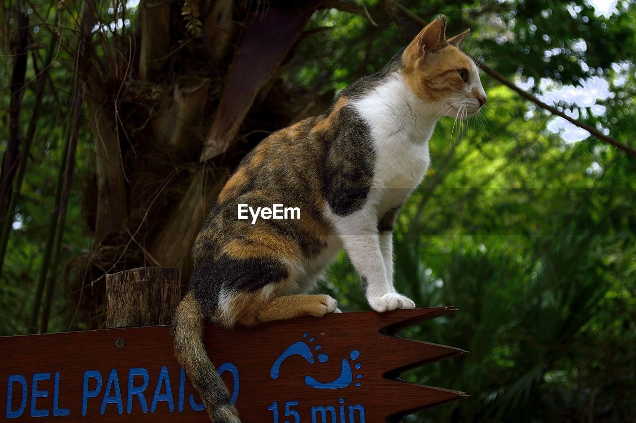 Cat sitting on sign board against trees