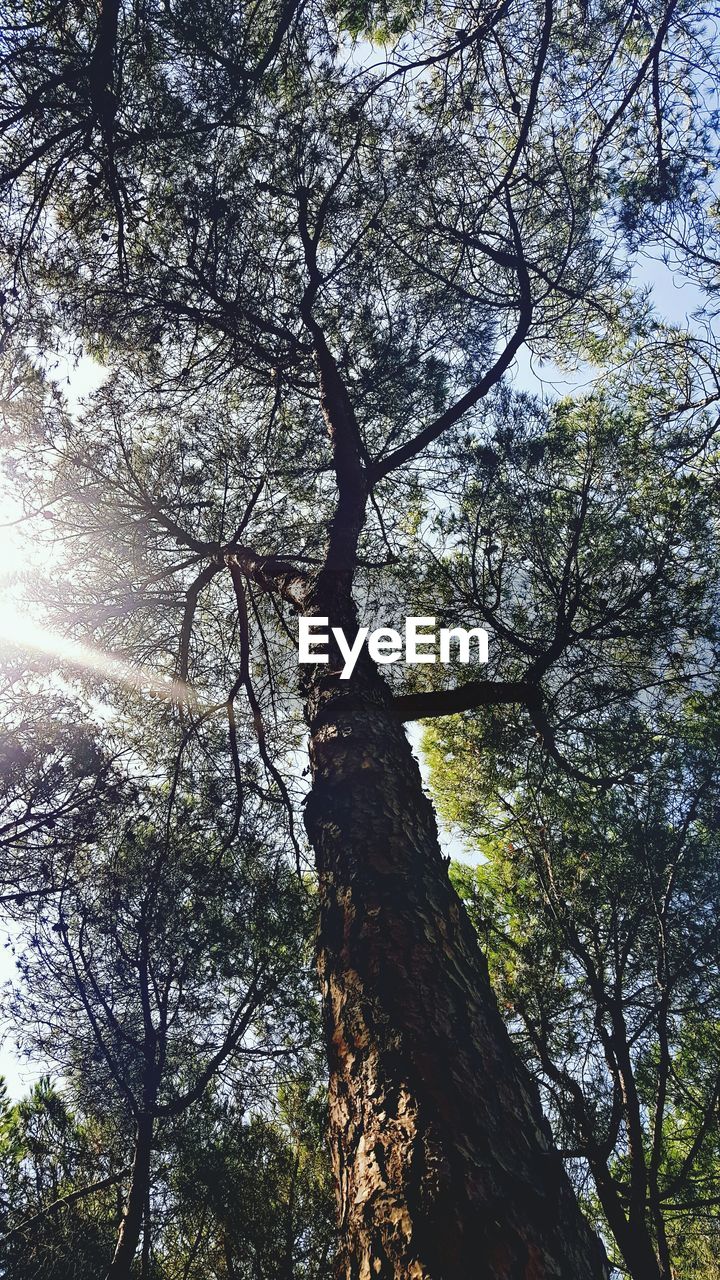 LOW ANGLE VIEW OF TREES AGAINST SKY