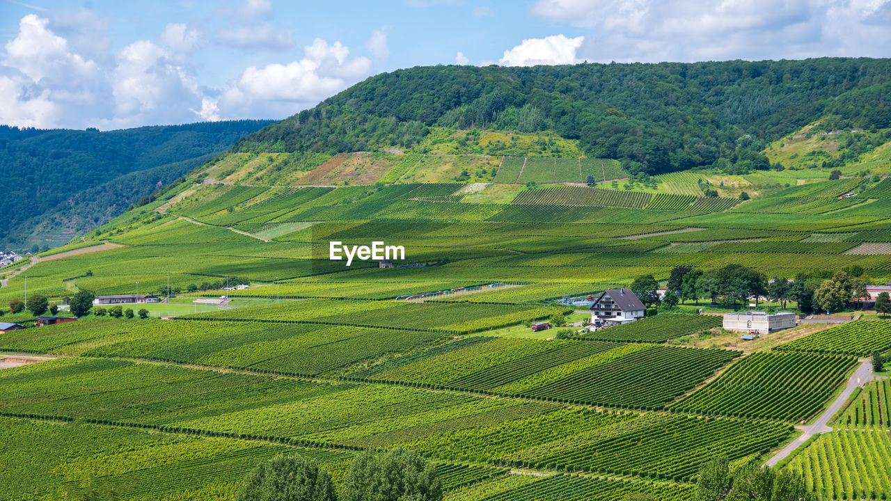 High angle view of agricultural field